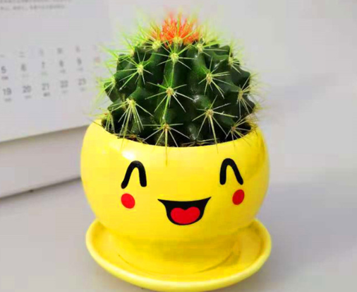 办公室放什么植物风水好？九大植物介绍