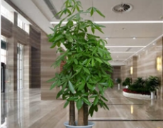 店面植物摆放风水？店铺招财风水摆设？