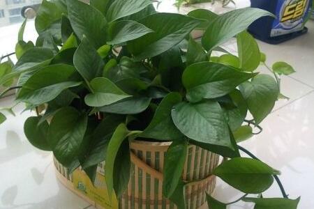 室内植物养什么好？挑选植物要注意什么？