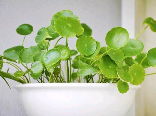 适合室内养的植物？室内养植物的好处？