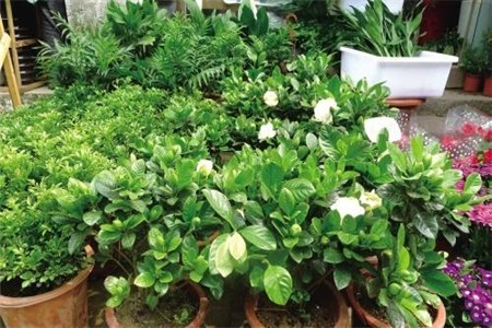 除甲醛的植物有哪些？哪些植物去甲醛？