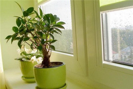 卫生间摆放植物风水？家居风水植物摆放禁忌？