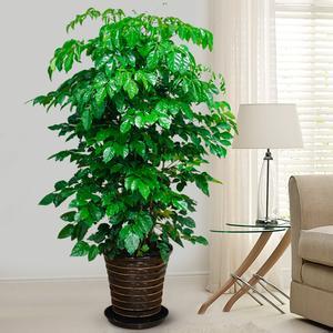 什么绿植吸甲醛效果好 吸甲醛绿植的功效介绍